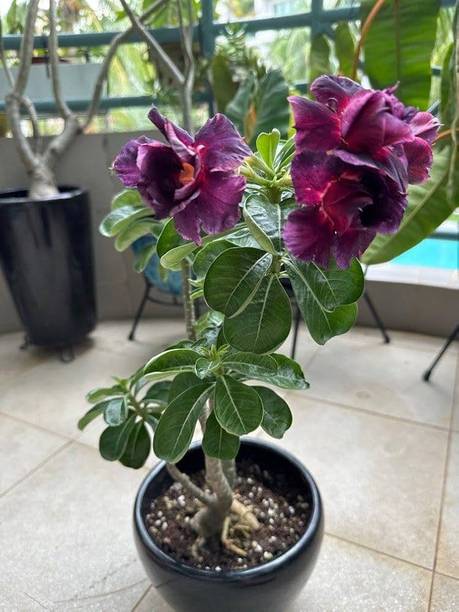 SAIQUALES Adenium Plant
