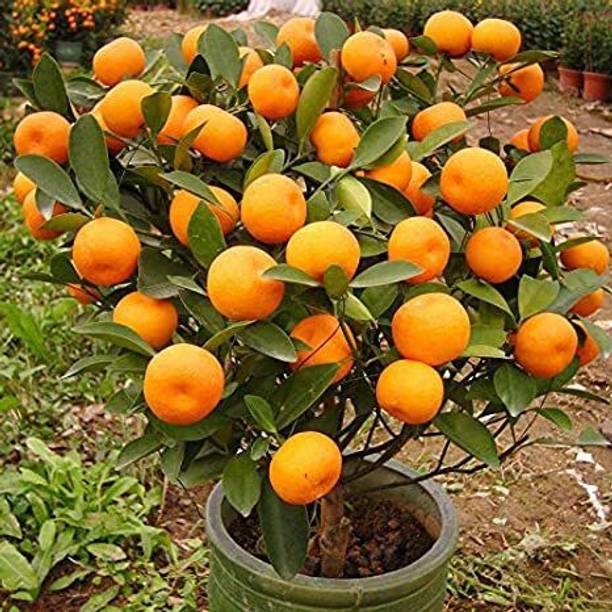 Cloud Farm Orange Plant