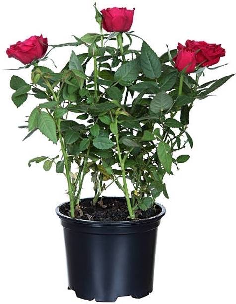 Natural needs Rose Plant