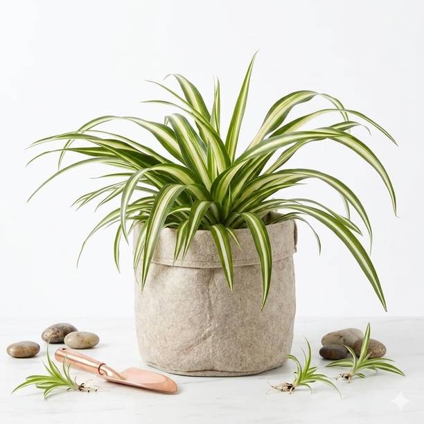 Tiny Leaf Spider Plant