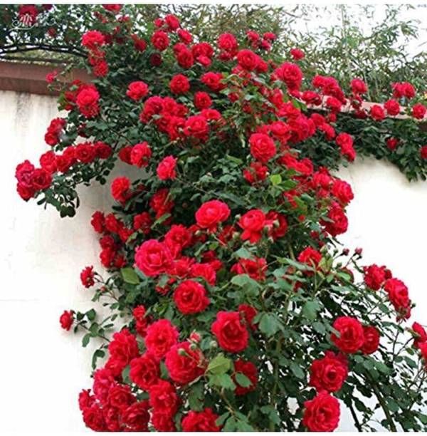 Cloud Farm Rose Plant