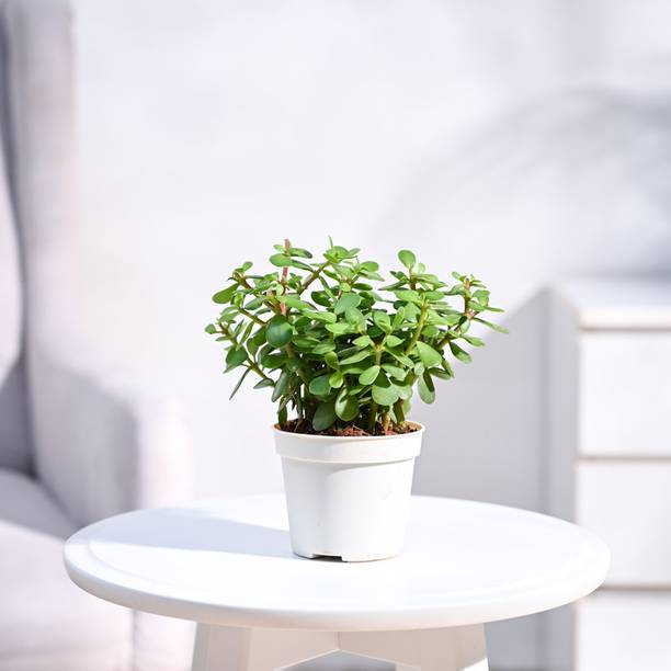 UGAOO Jade Plant