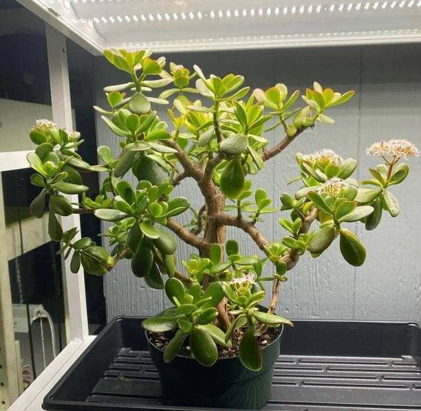 the green dotcom Jade Plant