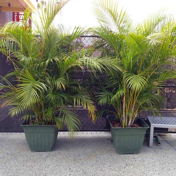 ABEFARIYA Areca Palm