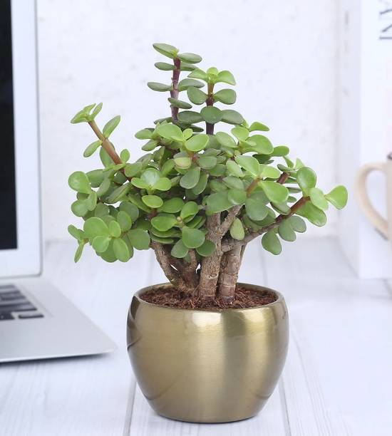 Cloud Farm Jade Plant