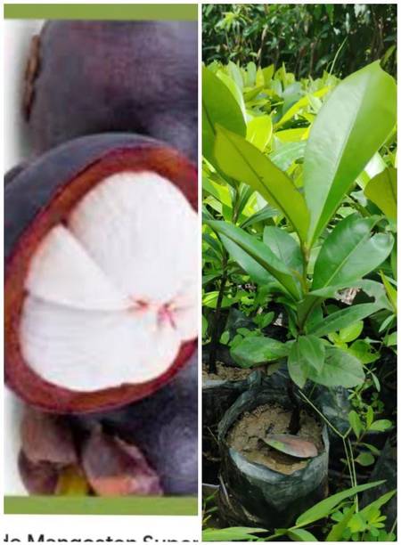 Global Mart Plant Mangosteen Plant