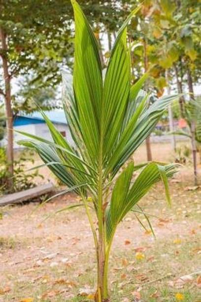 Corofitam Coconut Plant