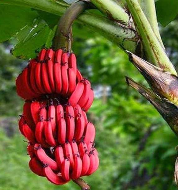 greenhousestore Banana Plant