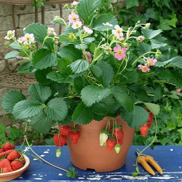 RasmoniGreen Strawberry Plant