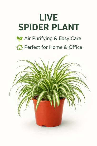 forestnursery Spider Plant