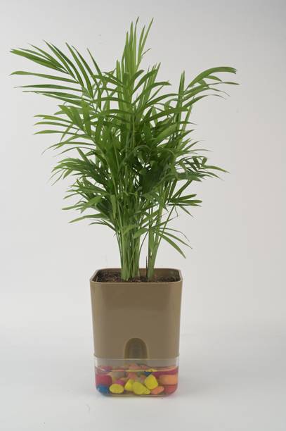 AVR with Happiness inhouse Areca Palm
