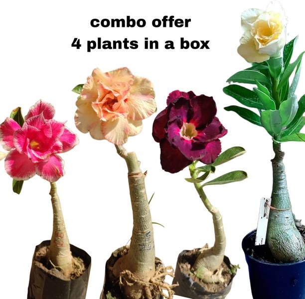 Gogreennursery Adenium Plant