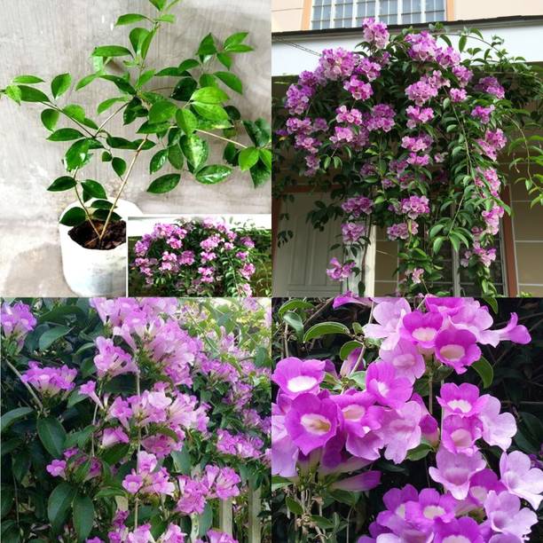 फ्लोरा आलू बुखारा / प्लम प्लांट पौधा