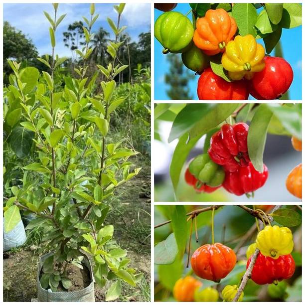 Cloud Farm Cherry Fruit Plant