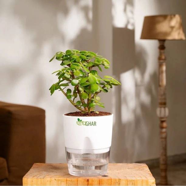 podhghar Jade Plant