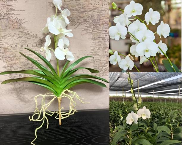 Green view Orchid Plant