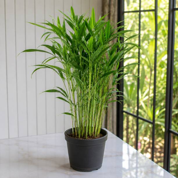 Adisgarden Hedge bamboo Plant