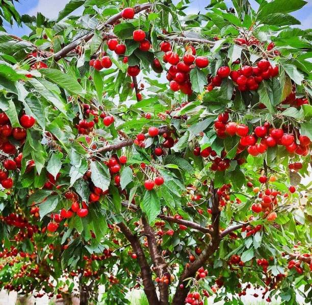 thai hybrid cherry Cherry Fruit Plant