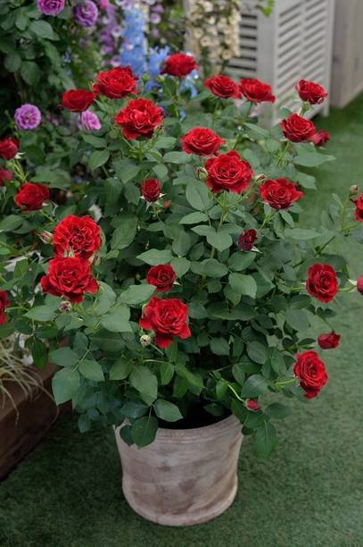 RasmoniGreen Rose Plant