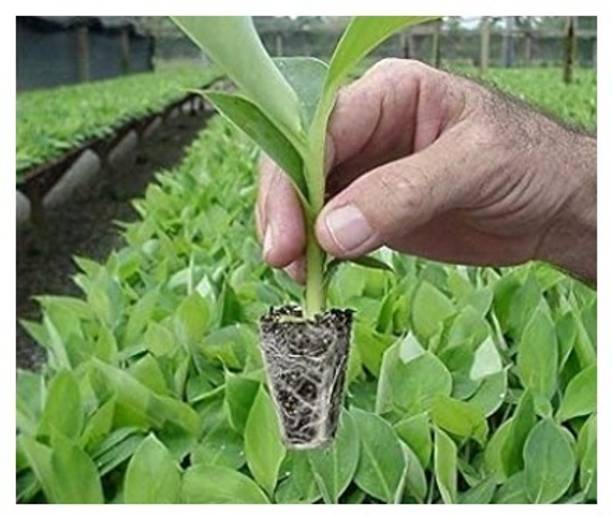 Treeicks Banana Plant