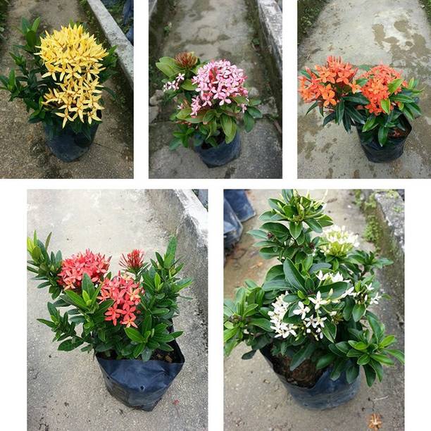sealok Ixora Plant