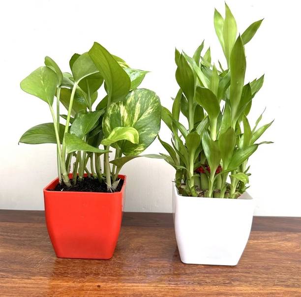 KNursery Two Layer Bamboo Plant, Money Plant