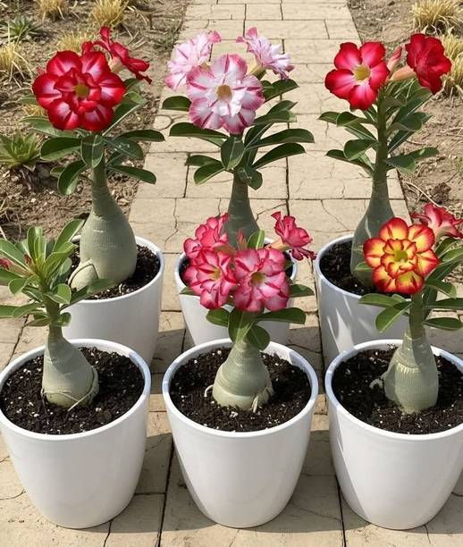 AMBRUZZ Adenium Plant