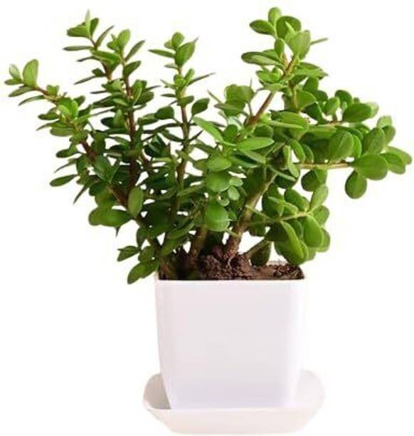 JESAA GREENS Jade Plant