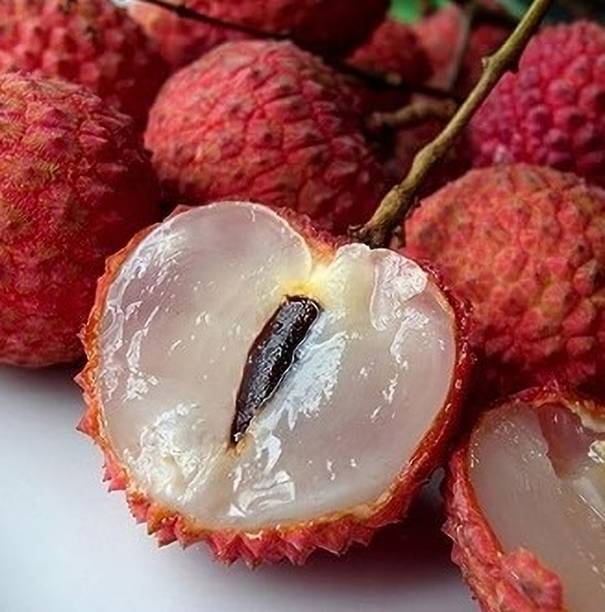 GLOBQRO Litchi Plant