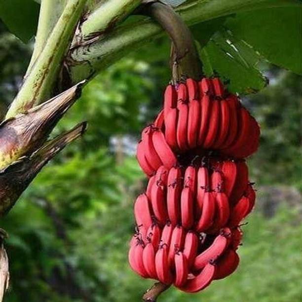 AGNES Banana Plant