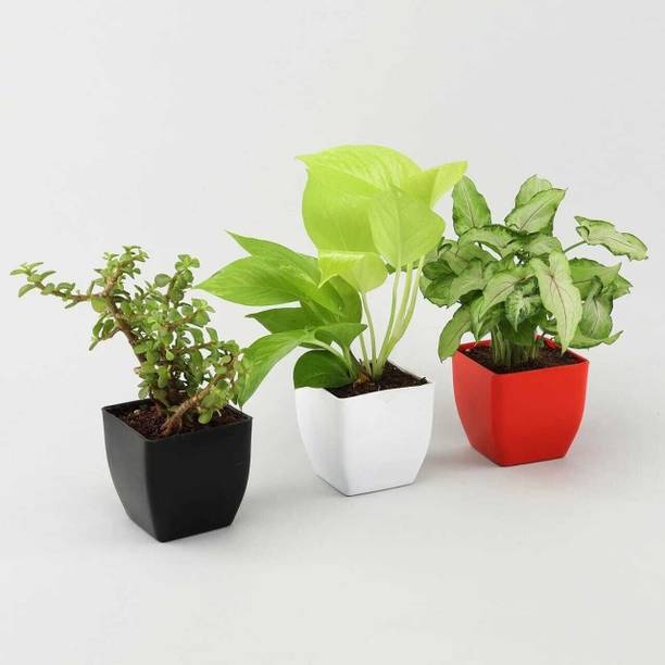 Adrita Syngonium Plant, Jade Plant, Money Plant