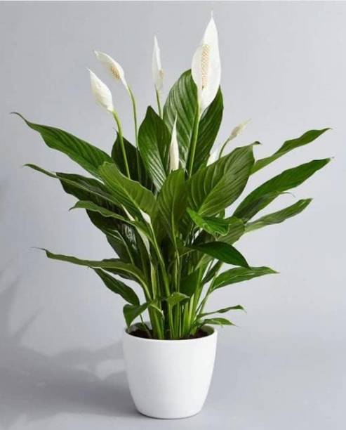 BerryBreeze Peace Lily Plant