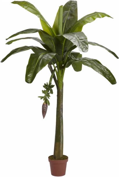 Oxygreenplant Banana Plant
