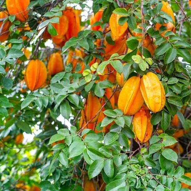 Agroholic Traders Star Fruit Carambola Grafted Plant