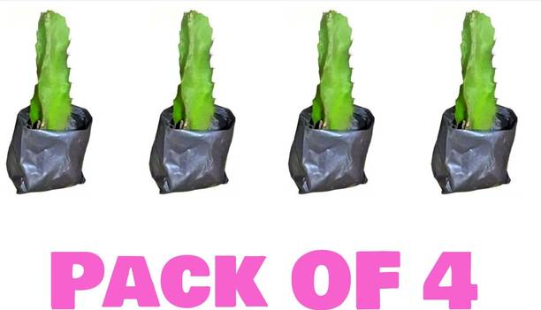 AFARTIOBINA Dragon Tree