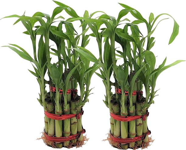 NiMoj Lucky Bamboo Straight Stick, Two Layer Bamboo Plant, Dracaena Plant