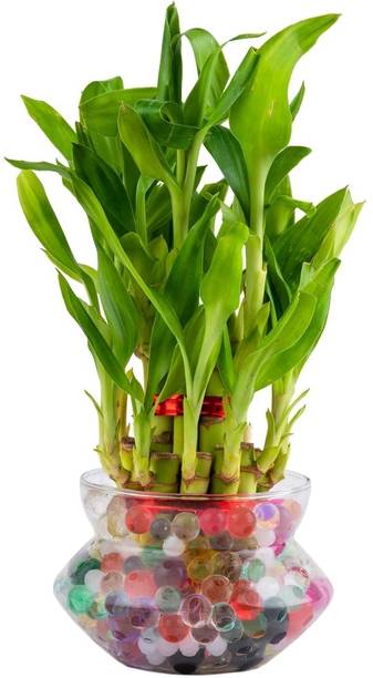 LivePlant Lucky Bamboo Straight Stick
