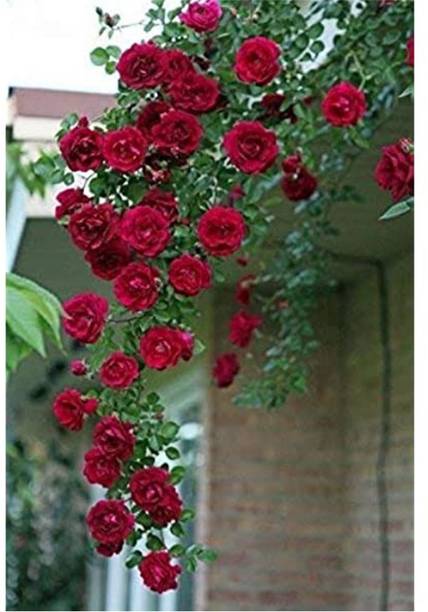 Risenshine Rose Plant