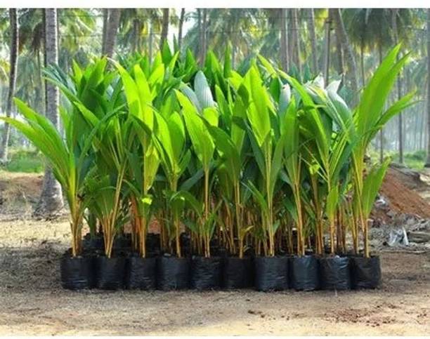 Ukanda Coconut Plant