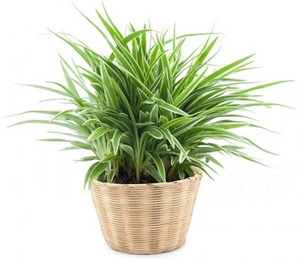 YourPlant Spider Plant