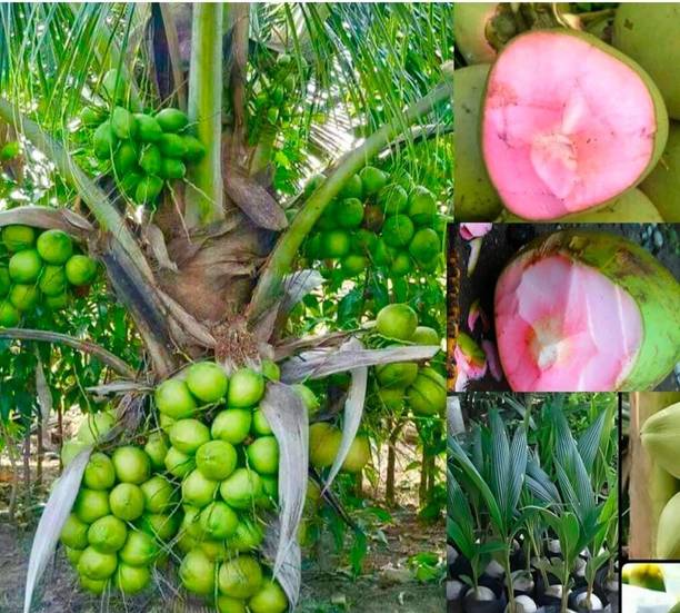 HYBRID Coconut Plant, Java Moss Coconut Cave