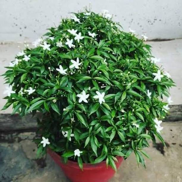 chayna togor Jasmine Plant