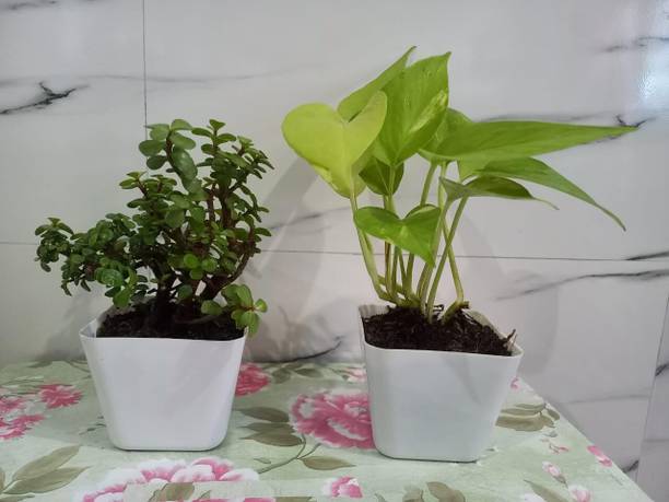 FLORAFINE Jade Plant, Money Plant