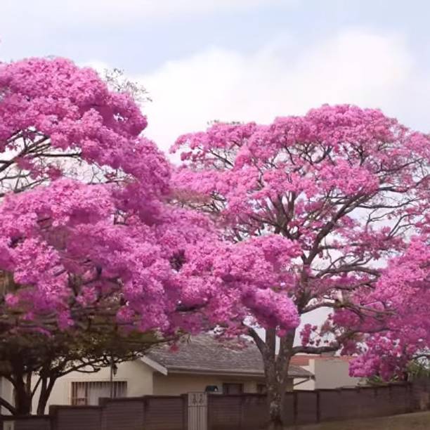 Oxygreenplant Tabebuia rosea