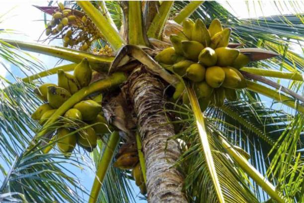 ABEFARIYA Coconut Plant