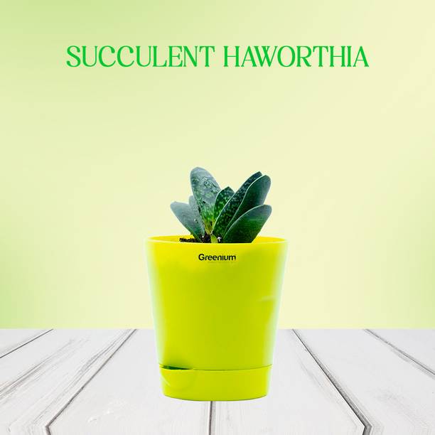 Greenium Succulents Plant