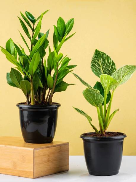 Nurturing Green ZZ Plant, Philodendron Birkin Plant