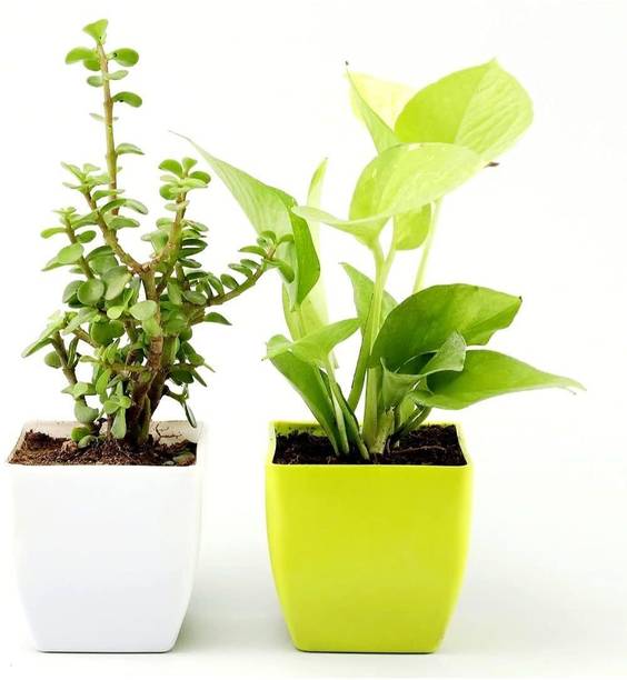 NurseryFriends Money Plant, Jade Plant