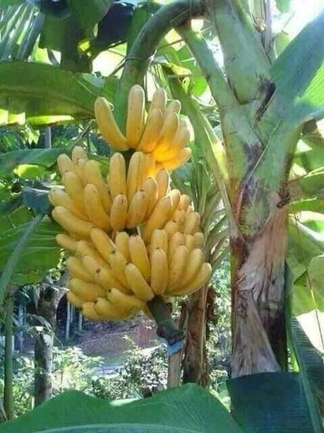 Adrita Banana Plant