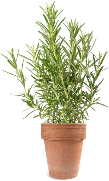 Rosimery Rosemary Plant